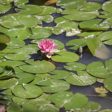 Mobil-home Confortable Avec Terrasse - Api-1-52-451 * Les Achards (Vendee)