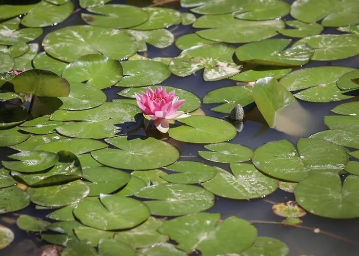 Mobil-home Confortable Avec Terrasse - Api-1-52-451 * Les Achards (Vendee)